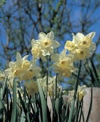 Pin By Malyn On Jardin Blanc Narcissus Daffodils Flowers