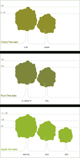 fruit tree sizes