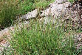 Image result for Heteropogon contortus