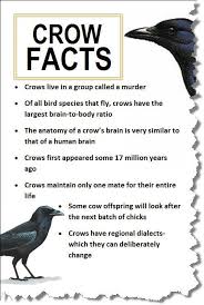 Pin On Crow Hunting