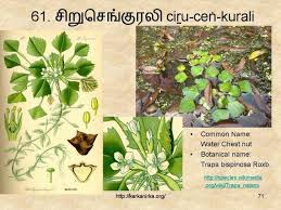 99 Tamil Flowers Kurunjipaatu Flowers 61 70 In 2020 List Of Flowers Flowers Flower Names