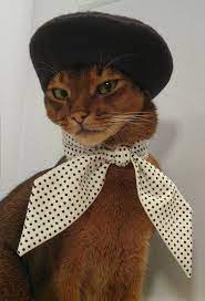 Cheezburger Image 9074853120 French Cats Cat Fashion Cats