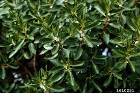 Image result for Myoporum laetum