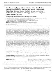 Image result for Leptocarydion vulpiastrum