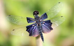 Black Green And Blue Dragonfly Rare Dragonfly Spotted At Thenmala Dragonfly Insect Dragonfly Beautiful Bugs