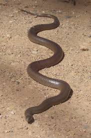Eastern Brown Snake Wikipedia