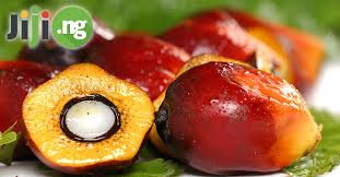 Transcript (partial) palm kernel oil, like palm oil comes from an oil palm tree. Benefits Of Palm Kernel Oil And Its Dangers What Dominates Jiji Blog