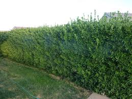 We did not find results for: Sprinkler Juice Fast Growing Trees And Bushes To Provide Privacy Fast Growing Trees Shrubs For Privacy Growing Tree