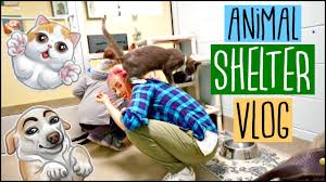 View amazon wishlist donate now. Spca Animal Pet Adoption Shelter Vlog I Want To Adopt All The Pets Youtube