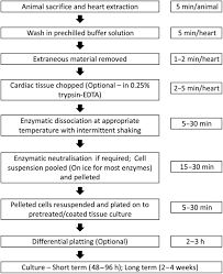 They are part of what makes our planet such a diverse and fascinating place to live. Cardiomyocyte Culture An Update On The In Vitro Cardiovascular Model And Future Challenges