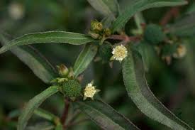 Image result for Eclipta