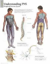 understanding dermatomes chart wall chart scientific