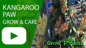 Kangaroo Paw Grow Care Anigozanthos Youtube