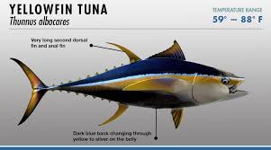 Tuna Identifier Fishtrack Com