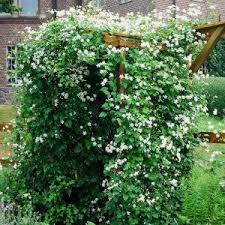 Check spelling or type a new query. Klimplanten Haag Groenblijvend Kopen Clematisonline Nl