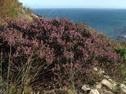 Image result for Muraltia