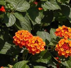What Are Common Plants That Are Surprisingly Poisonous Plants Poisonous Plants Poison Garden