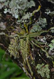 Image result for Angraecopsis amaniensis