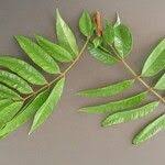 Image result for Pachylobus edulis