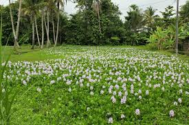 Selain dikenal dengan nama eceng gondok, di beberapa daerah d i indonesia, eceng gondok mempunyai nama lain seperti di daerah palembang dikenal dengan nama kelipuk, di lampung dikenal dengan. Eceng Gondok Morfologi Habitat Dampak Manfaat