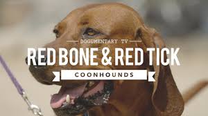 Redbone coonhounds were crossbred initially in the 18th century. All About Redbone Redtick Coonhounds Youtube