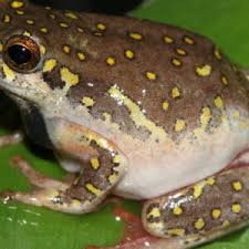 We did not find results for: Buy Kassina Senegalensis Toad Venom Gerry Venom Shop