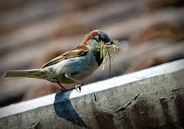Spatz Vogel Ein Einsamer Schnabel Natur Domovy Spatz Vogel Naturfotografie Spatz