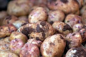 Check spelling or type a new query. Root Cellars Types Of Root Cellars And Storage Tips The Old Farmer S Almanac