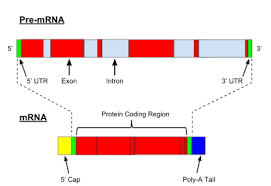 Variations in proteins involved in growth and development, for example, can give rise to. Gene Expression Wikipedia