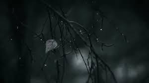 We did not find results for: Ø¶Ø­ÙŠØ© Ø¹Ø§Ø¦Ù„Ø© Nature Gif Aesthetic Gif Nature Photography Trees