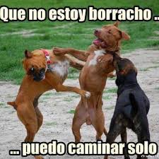 Resultado de imagen para memes chistosos