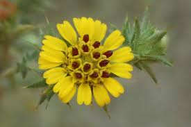 Image result for Centropodia