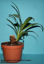 If the yucca is exposed to direct light, the leaves may burn. Yucca Elephantipes Spineless Yucca Stick Yucca Care Guide
