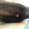 This happens when the glandular cells of the lining of the nasal cavity undergoes rapid uncontrolled cell replication. 1