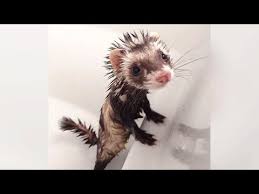Are FERRETS FUNNIER than CATS & DOGS? See for yourself! - Ultra FUNNY FERRET  VIDEOS - YouTube