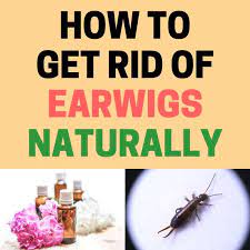 You can also get rid of the ants by using natural methods. How To Get Rid Of Earwigs Naturally Ultimate Guide Bugwiz