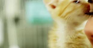 v zhizni ya slyshala mnogoe klyatvy obeshaniya komplimenty no luchshee chto ya slyshala murchanie kota v nyom net lzhi