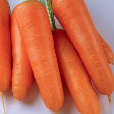 Verb sense in felt manufacture refers to the orange colour of drying furs. Carrot Seeds Shin Kuroda Mckenzie Seeds