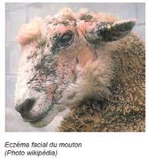 La tremblante du mouton pourrait se transmettre à l'homme. Les Affections Cutanees De La Tete Chez Les Ovins Alliance Elevage