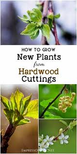 Botanic Garden Oxford Wikipedia Gardening Blogs Uk 2018 Holidays Calendar Back Garden Chickens Ukulele Green Tea Plants Plant Cuttings Propagating Plants