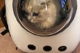 猫のねるちゃんが宇宙に宇宙船型キャリーに入って宇宙旅行気分 宇宙旅行 旅行 猫