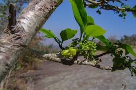 Image result for Canthium inerme