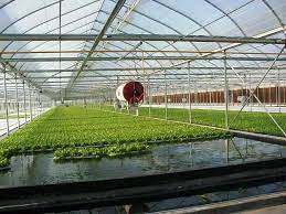 Aquaponics System Google Search Aquaponics System Aquaponics Commercial Aquaponics