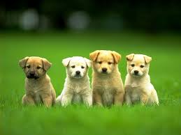 It took four years since our beloved eva passed away to finally bring another dog into the family. Yahoo Image Detail For Http Files Myopera Com I 20love 20animals Albums 1039 Puppies Puppy Training Baby Dogs