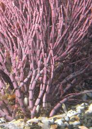 Image result for Erythrococca polyandra