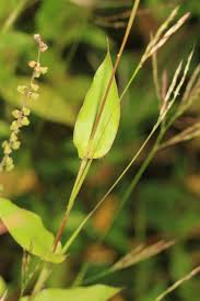 Image result for Arthraxon