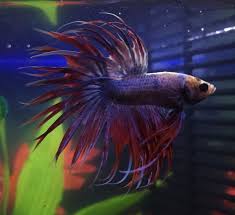 Long tails come in different shapes, such as veiled, halfmoon, and delta. The Genetics Of Betta Fish Tail Types My Aquarium Club