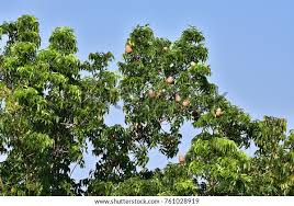 Image result for Swietenia