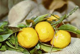 Check spelling or type a new query. Chinotto Cos E Proprieta E Usi Come Agrume Non Solo Bibita