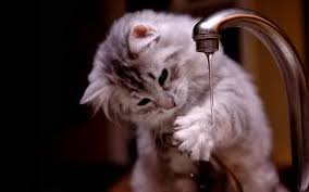 Hasil gambar untuk kucing anggora